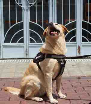 BARK ANTITIRON  L NEGRO 